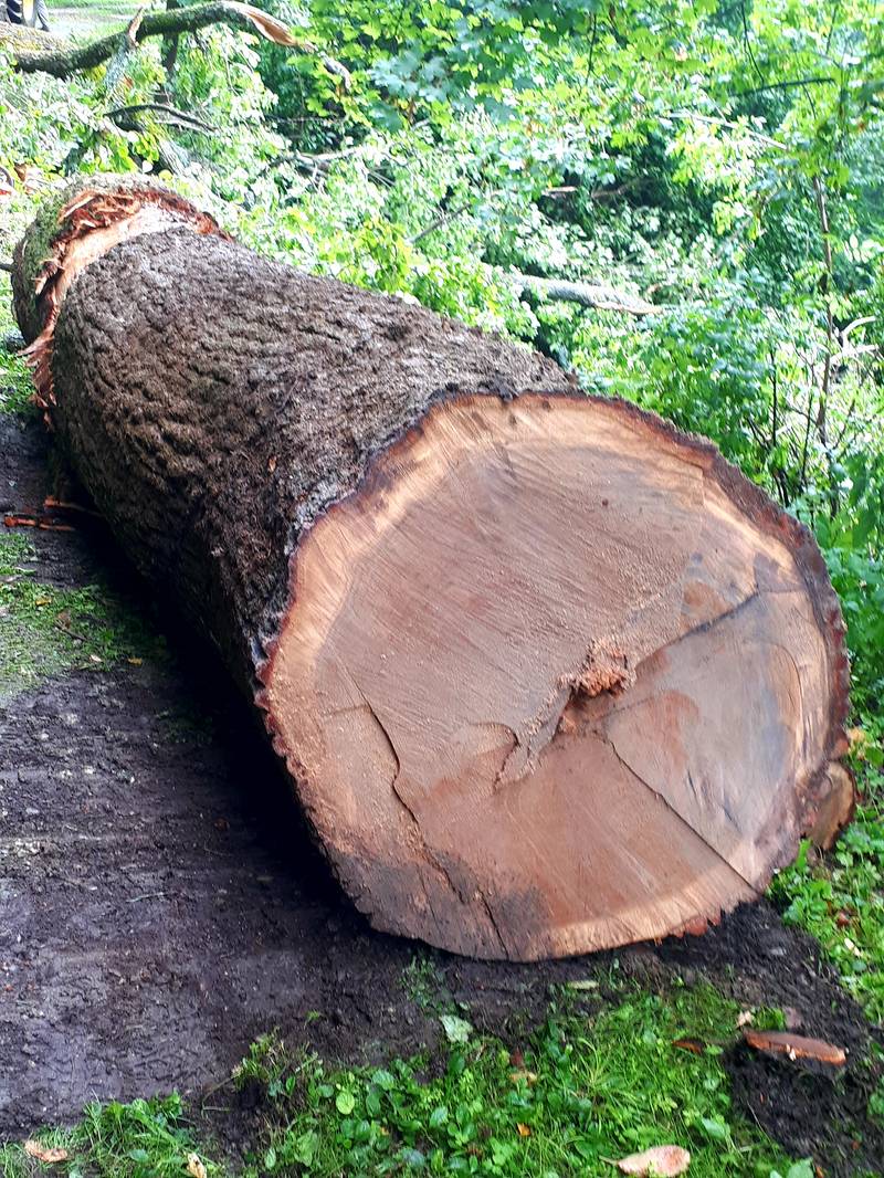 Baumstämme Eichenstamm gebraucht kaufen