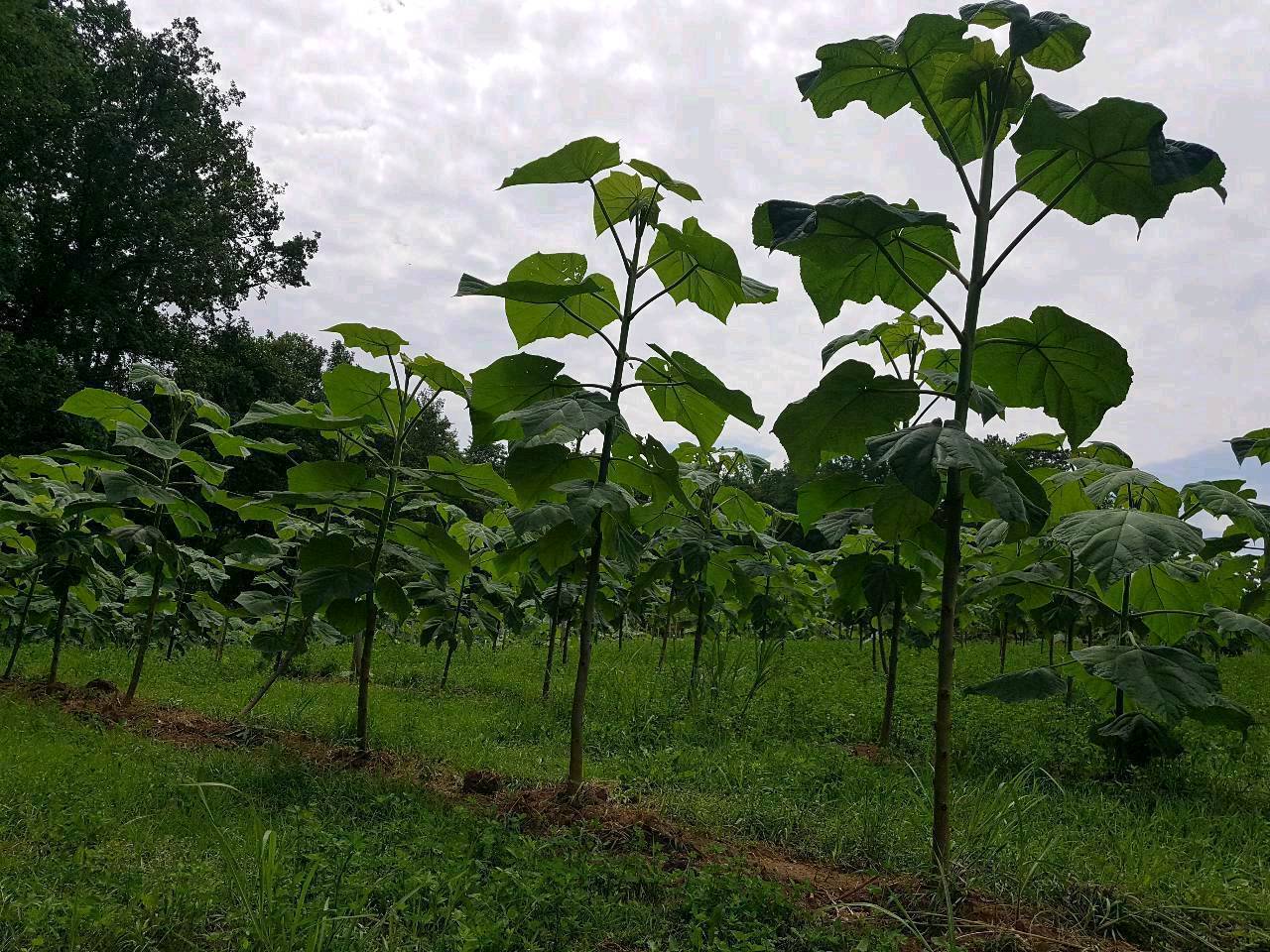 Laubbäume Pflanzgut: Paulownia gebraucht kaufen - Landwirt.com