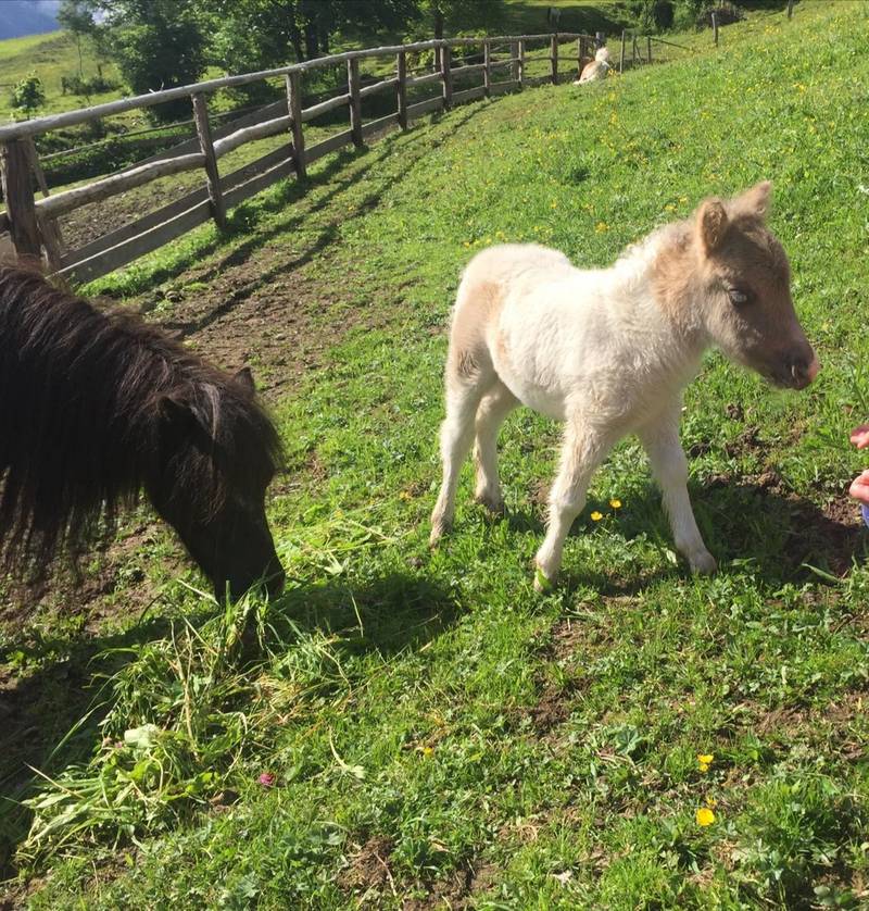 Pferdemarkt Pony: Minipony kaufen - Landwirt.com