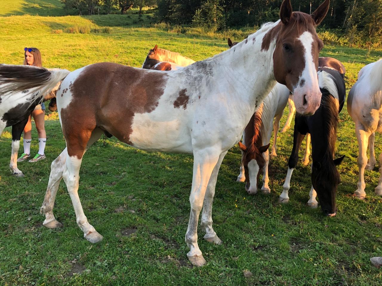 Westernpferde : Paint Horse -Pinto Beistellpferd kaufen - Landwirt.com