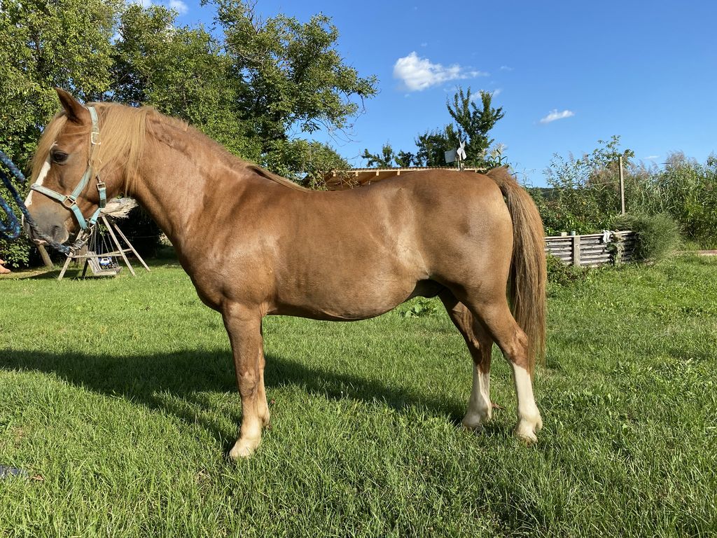 Pferdemarkt Pony: Welsh A Wallach kaufen - Landwirt.com