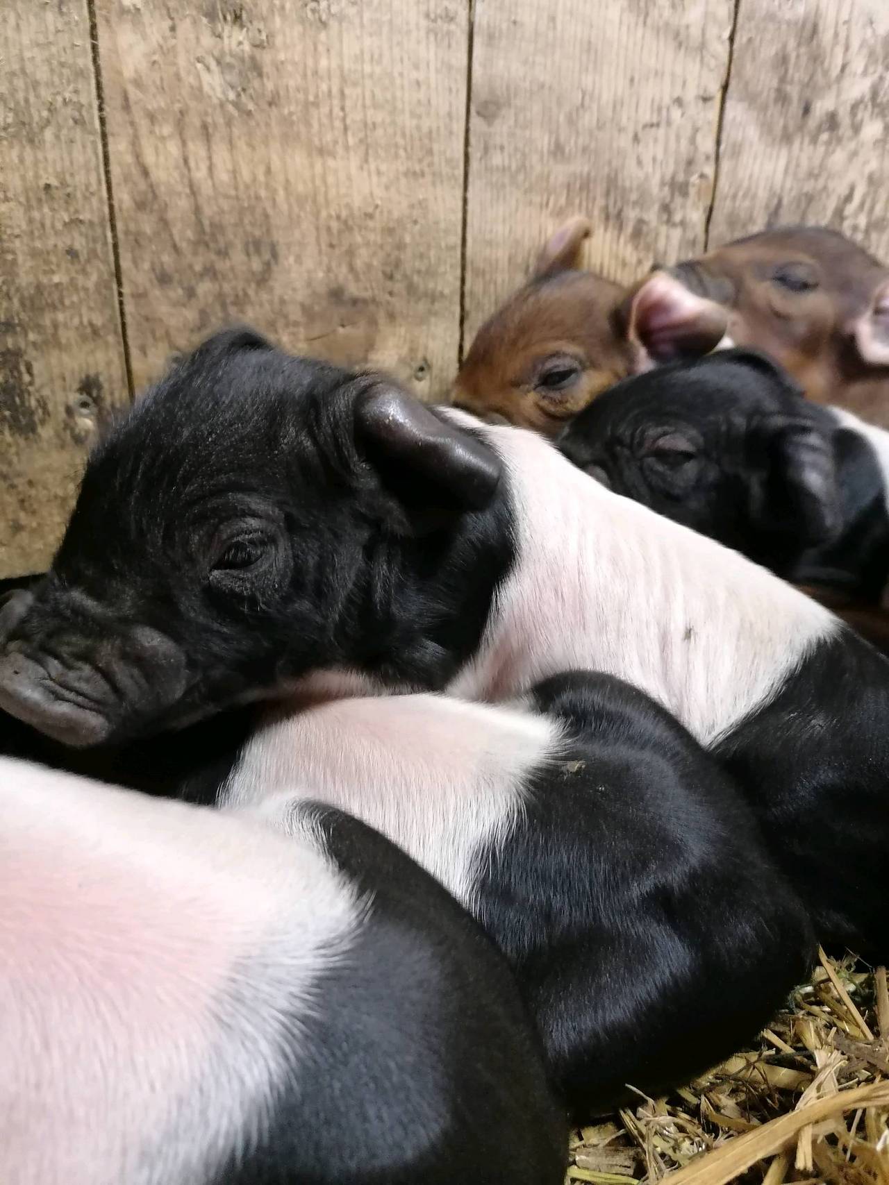 Schweinemarkt Ferkel kaufen