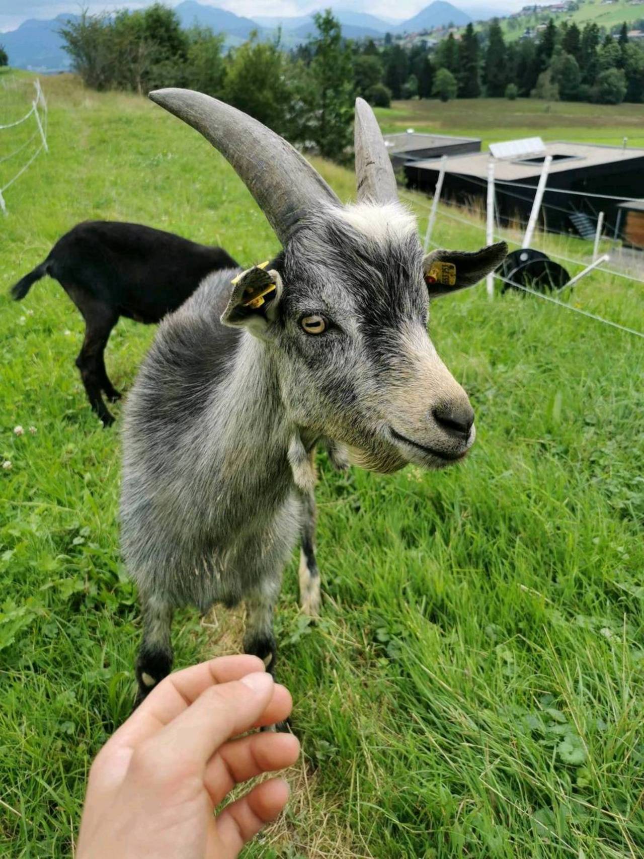 Sonstige Ziegenrassen Ziegenbock kaufen