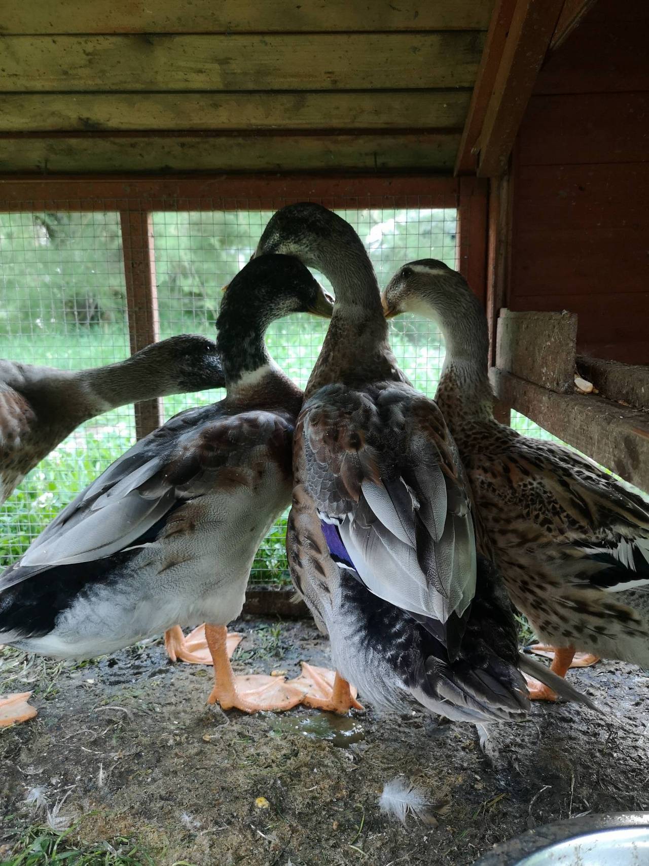 Enten Laufenten Erpel kaufen