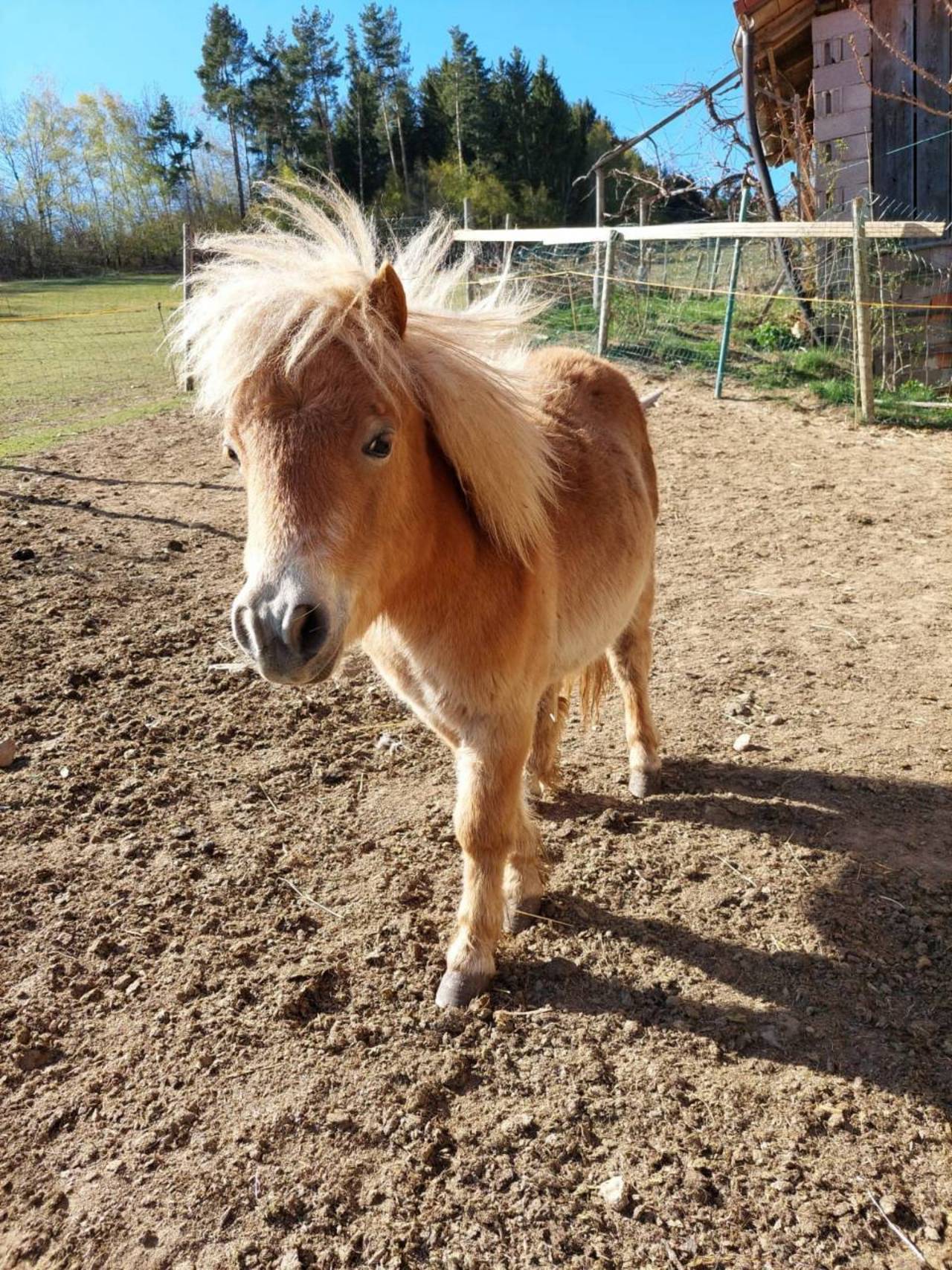 Pferdemarkt Pony: Mini Shetty Ponys kaufen - Landwirt.com