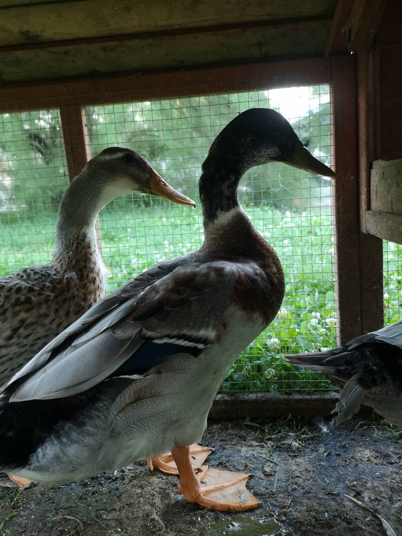 Enten Laufenten Erpel kaufen