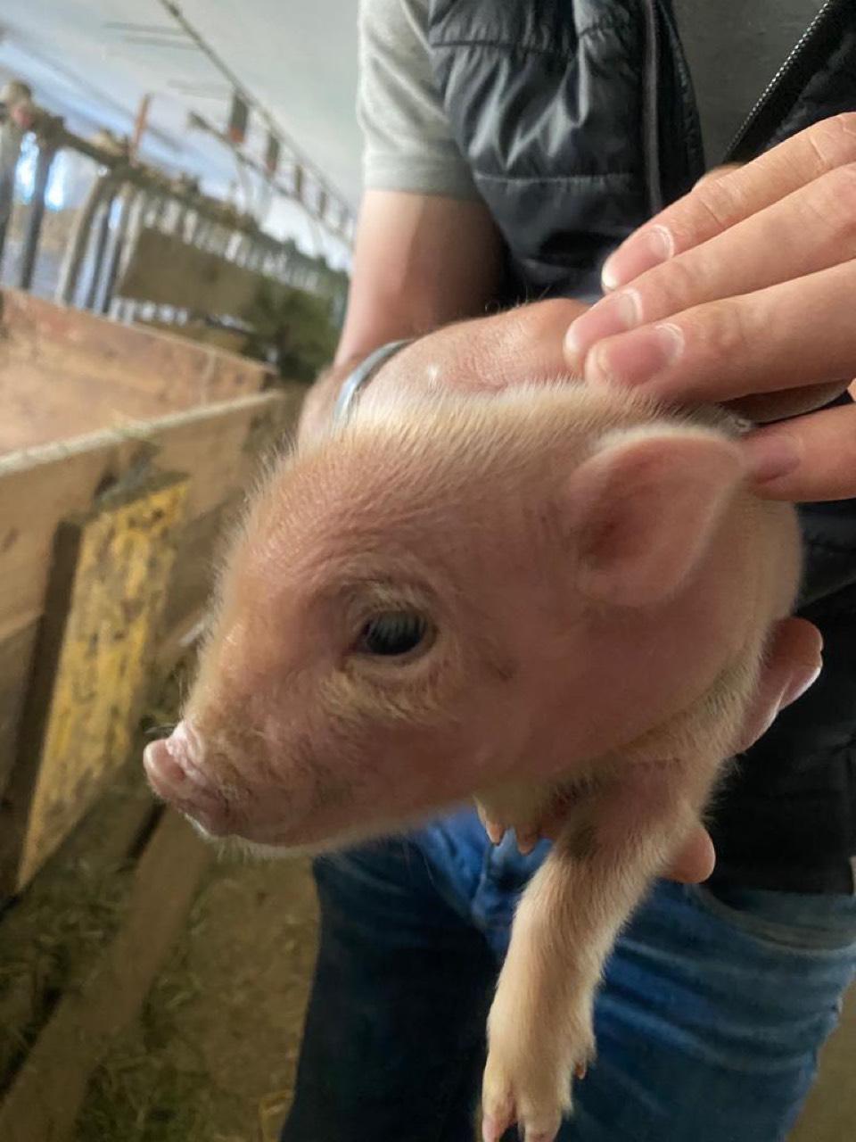 Kleintiere Minipigs Mikroschweine kleine Ferkel kaufen