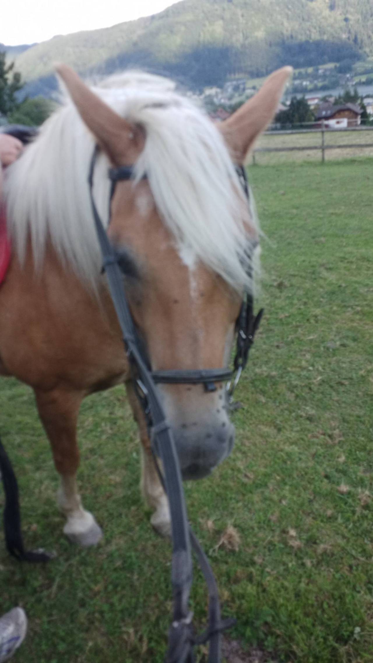 Haflinger Verkaufspferde: Haflinger Kaufen - Landwirt.com