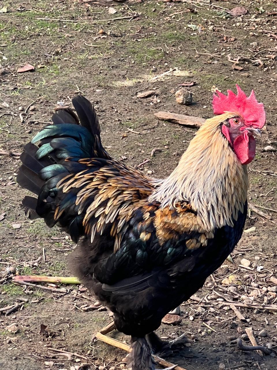 Friedfertiger Hahn 1