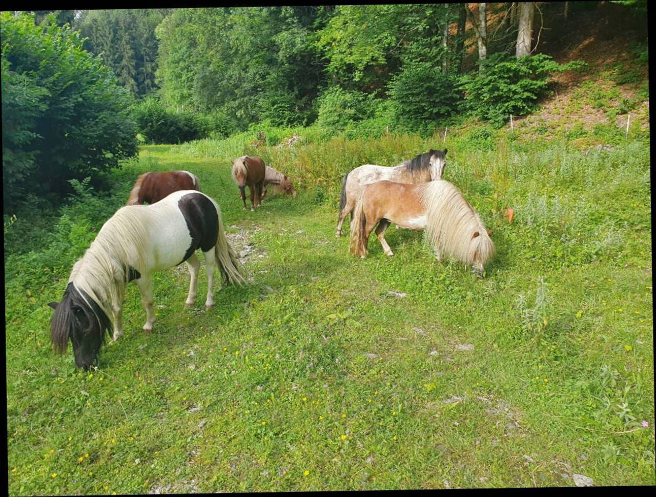 ponystuten kaufen