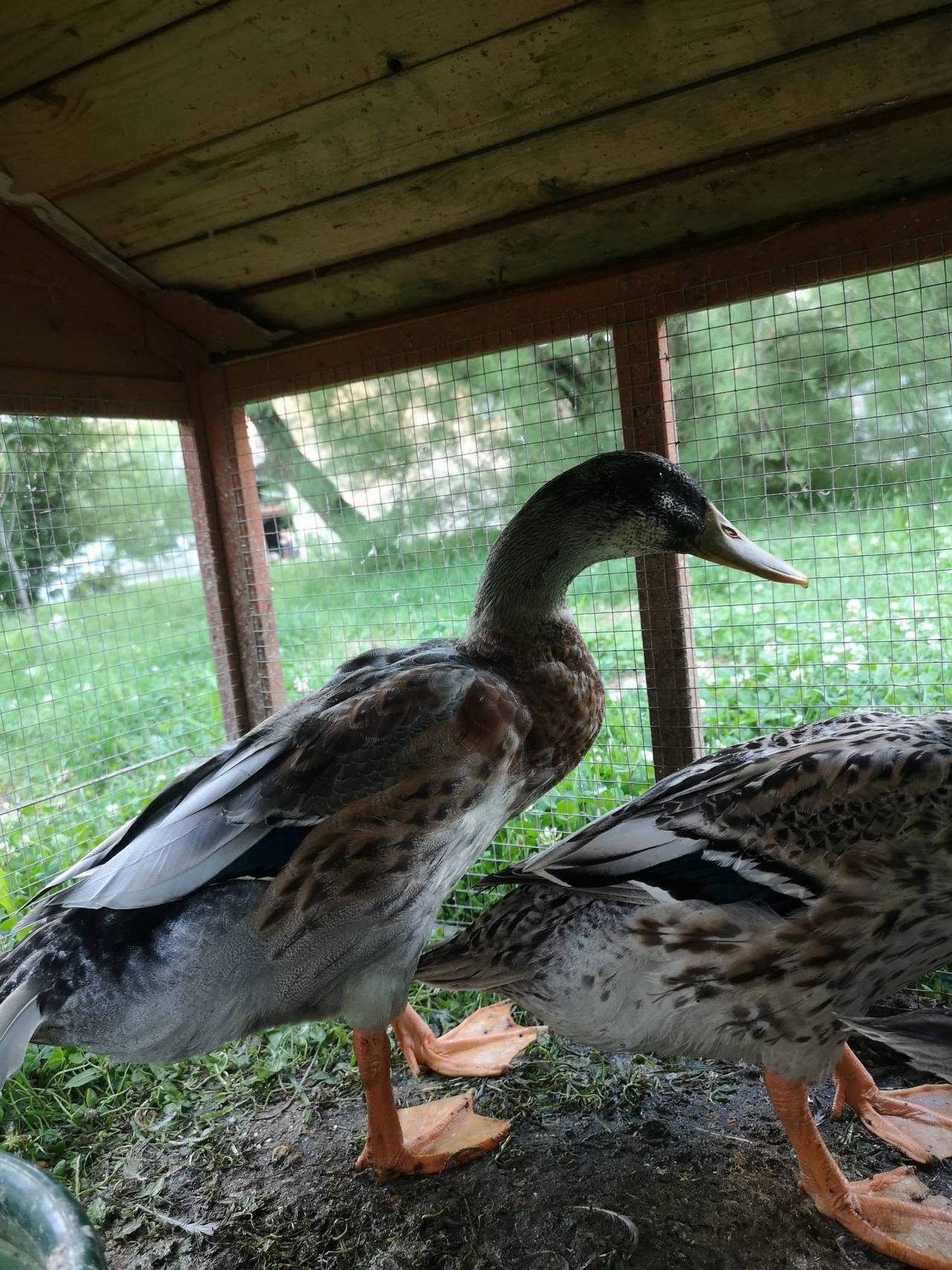 Enten Laufenten Erpel kaufen