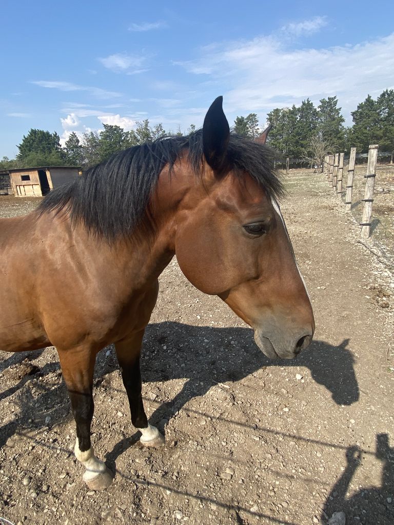 Pferdemarkt Sonstige: Mehrere Pferde und Ponys kaufen - Landwirt.com