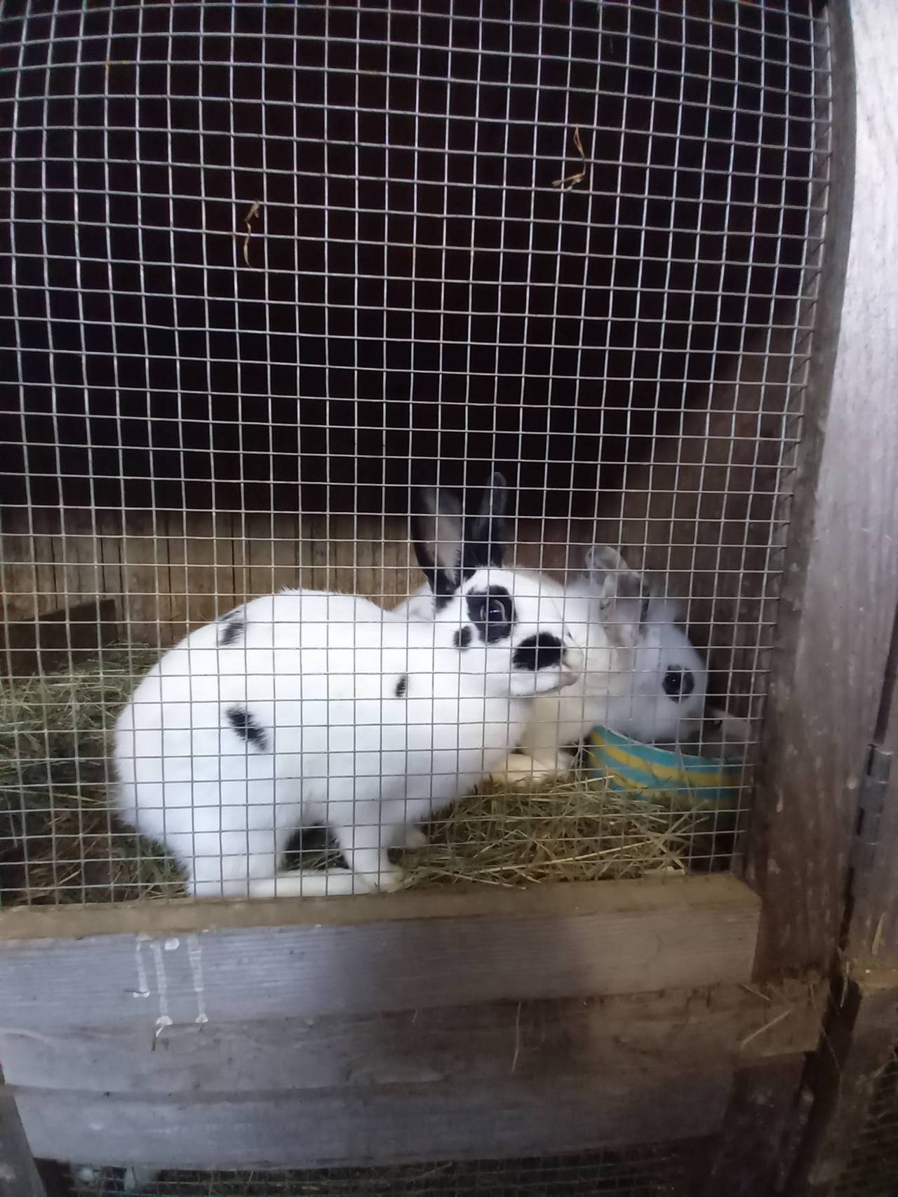 Zwergkaninchen Zwergkaninchen kaufen