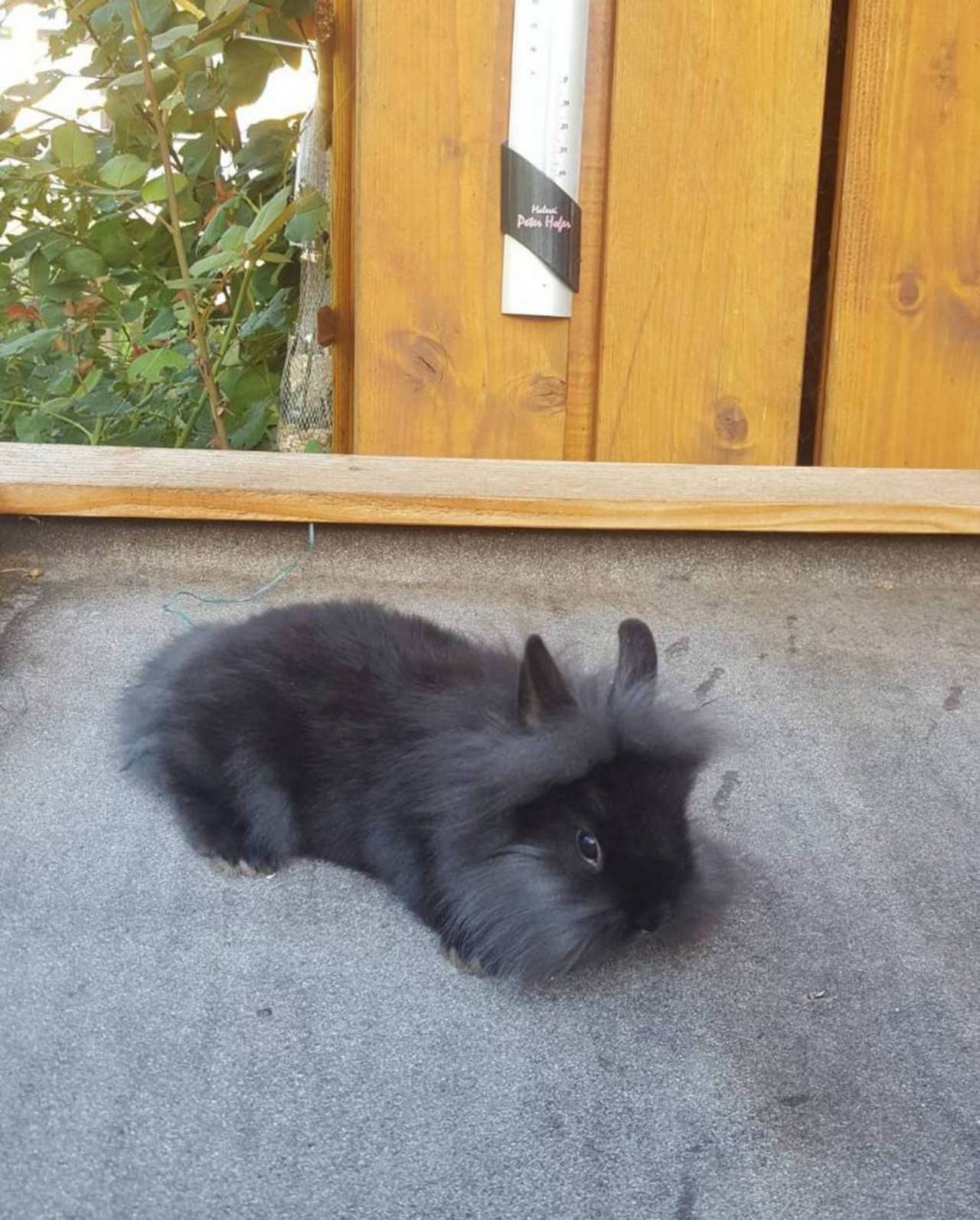 Zwergkaninchen Zwergkaninchen kaufen