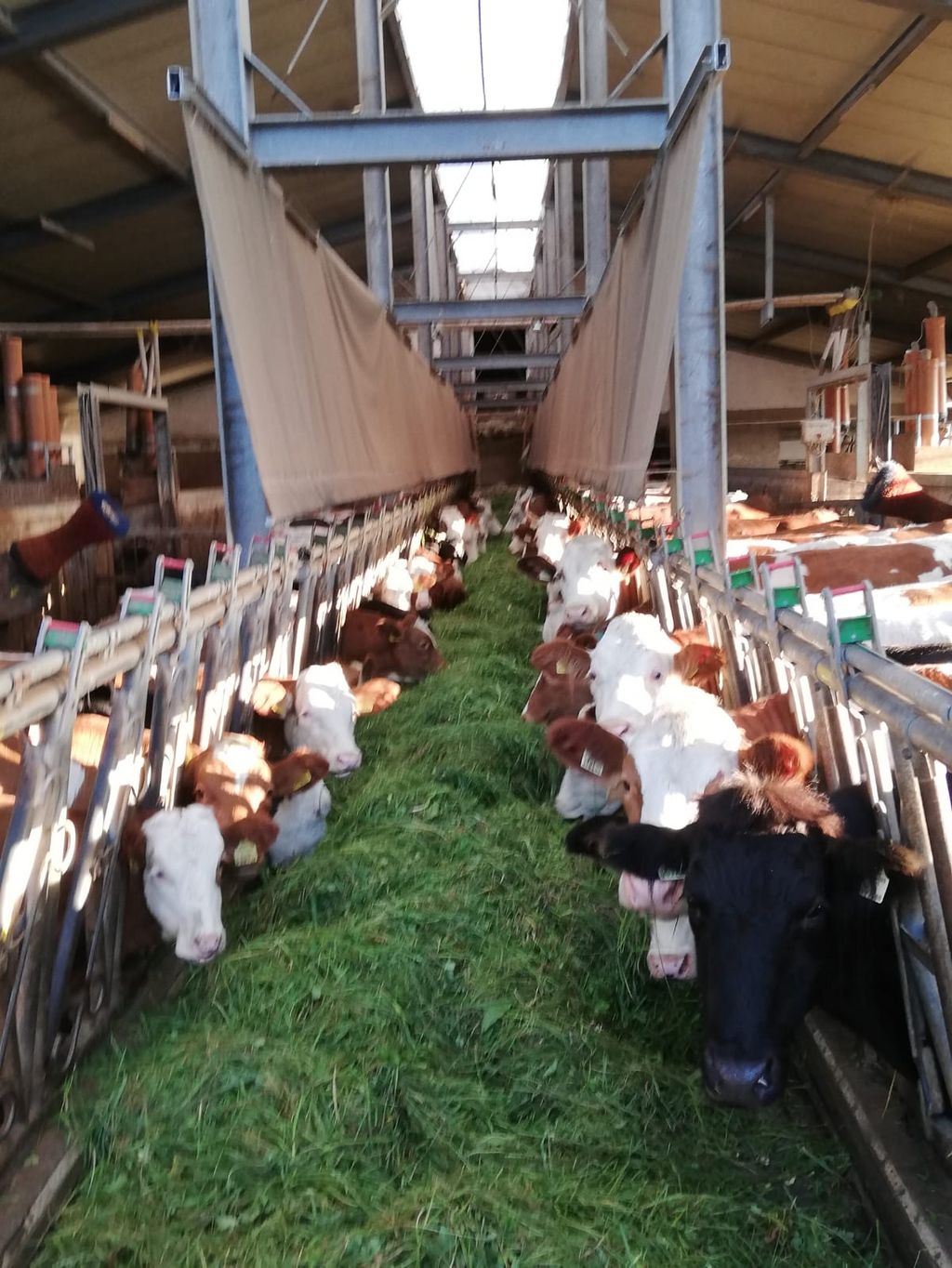 Milchviehbetrieb sucht zuverlässige Arbeitskraft 1