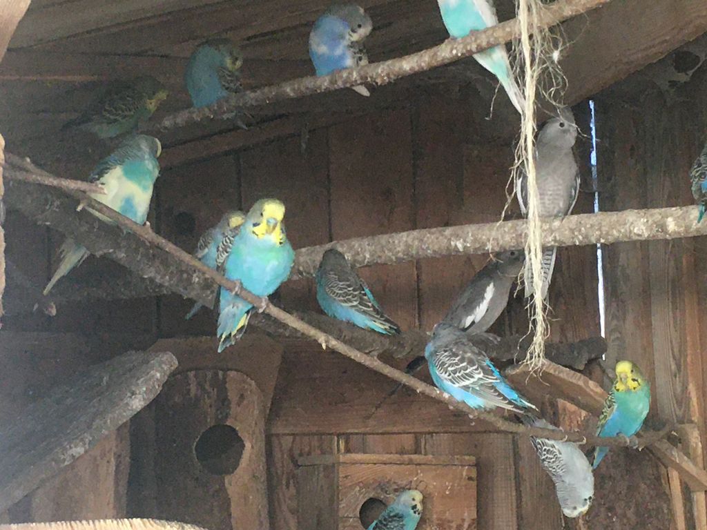 Kleintiere Wellensittiche aus Gartenvoliere ganzjährige