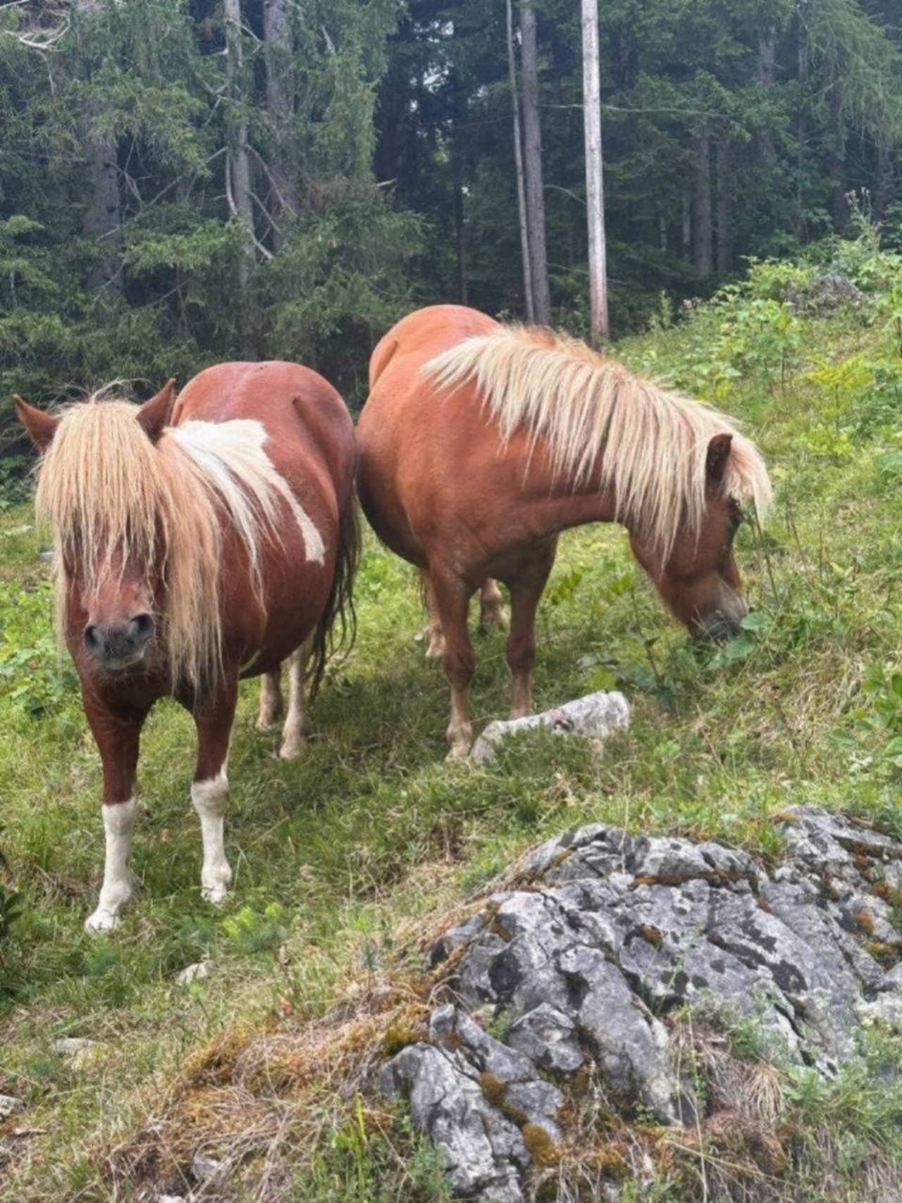 Pferdemarkt Pony: Pony Stuten Kaufen - Landwirt.com