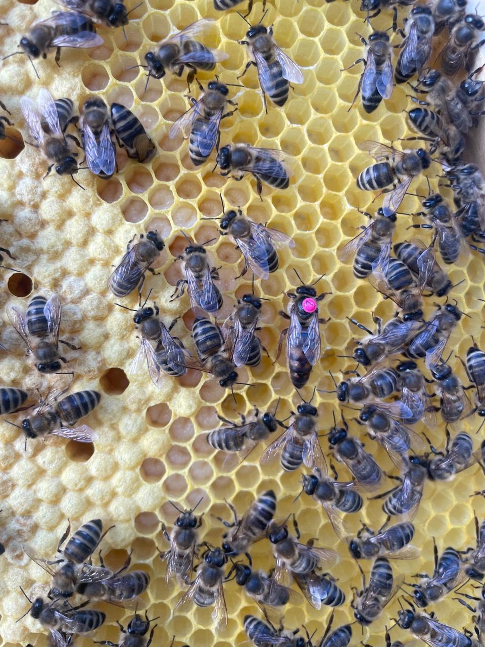 Bienen und Imkerei: Carnica Sklenar F1 Nachzucht kaufen - Landwirt.com