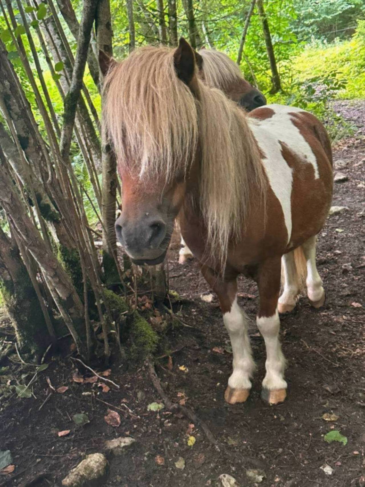 Pferdemarkt Pony: Pony Stuten Kaufen - Landwirt.com