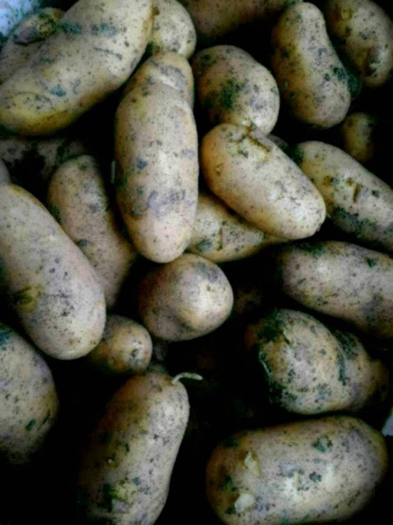 Verkaufe Kartoffel, Erdäpfel (Ditta, Valdivia) 2