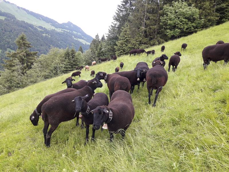 Juraschafe Bio Juraschafe kaufen