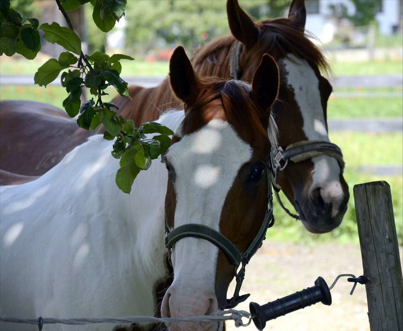 Warmblut Verkaufspferde Lieber unkomplizierter Paint Horse Wallach
