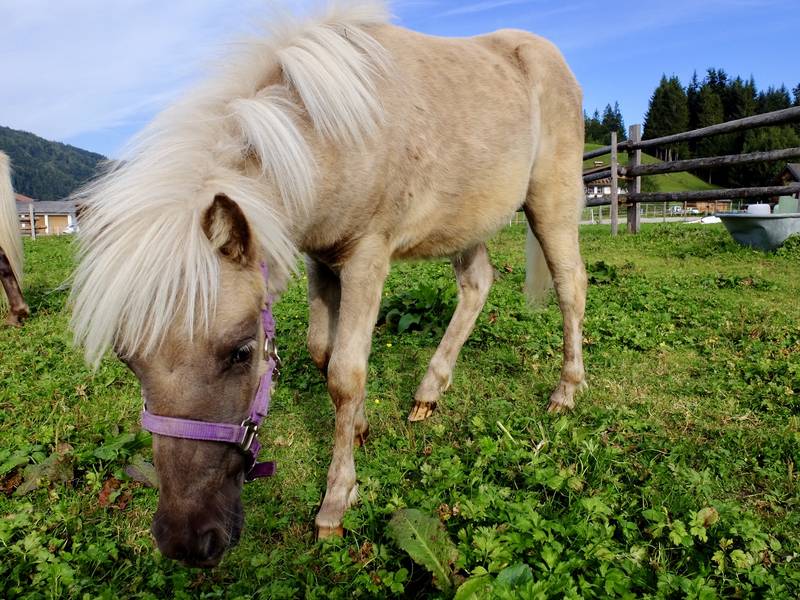 Pferdemarkt Pony: Deutsche Classic-Pony Stute kaufen - Landwirt.com