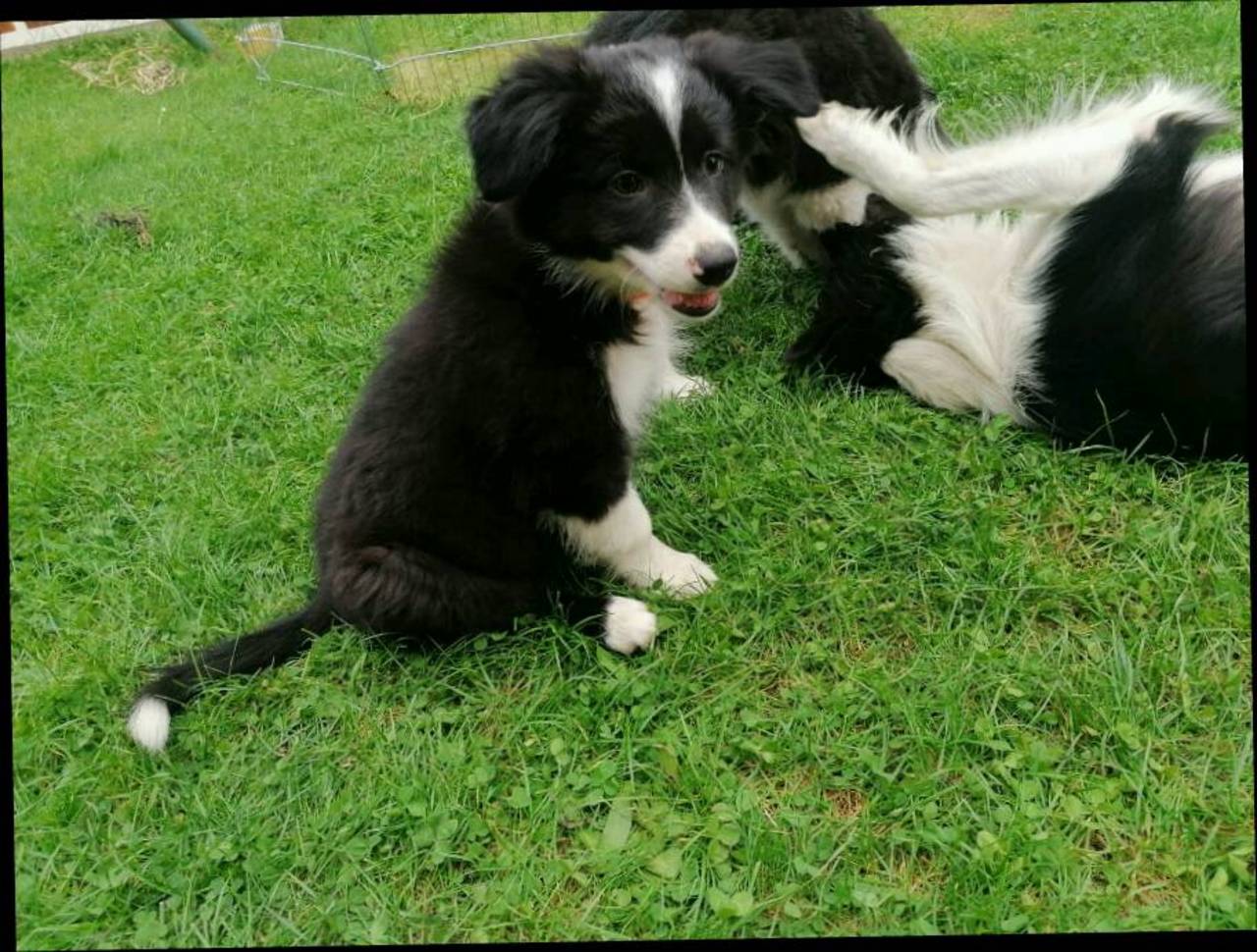 Border Collie Border Colli Welpen gebraucht kaufen