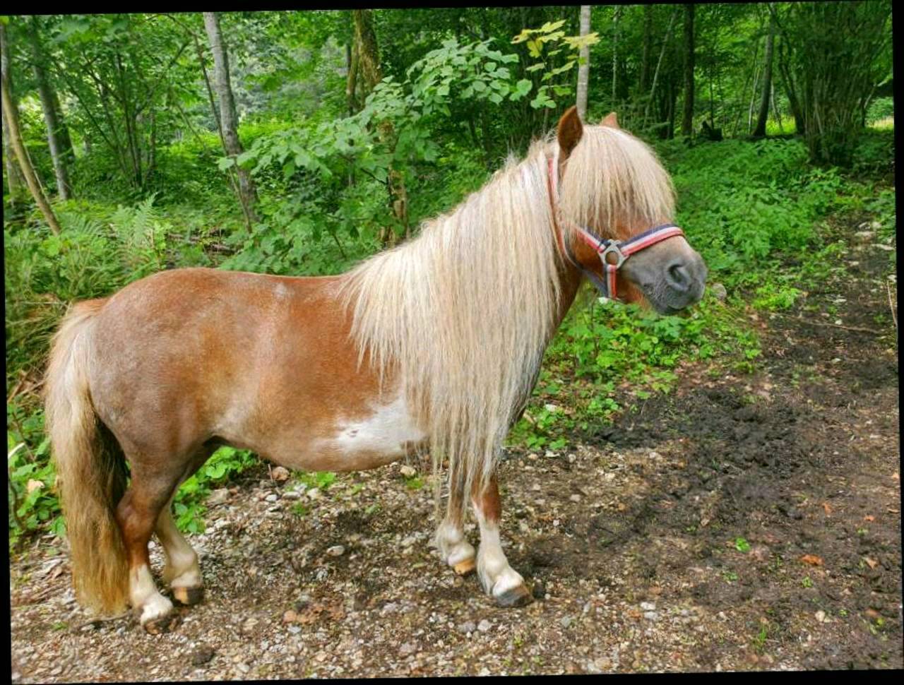 Ponybörse: Ponys! kaufen - Landwirt.com