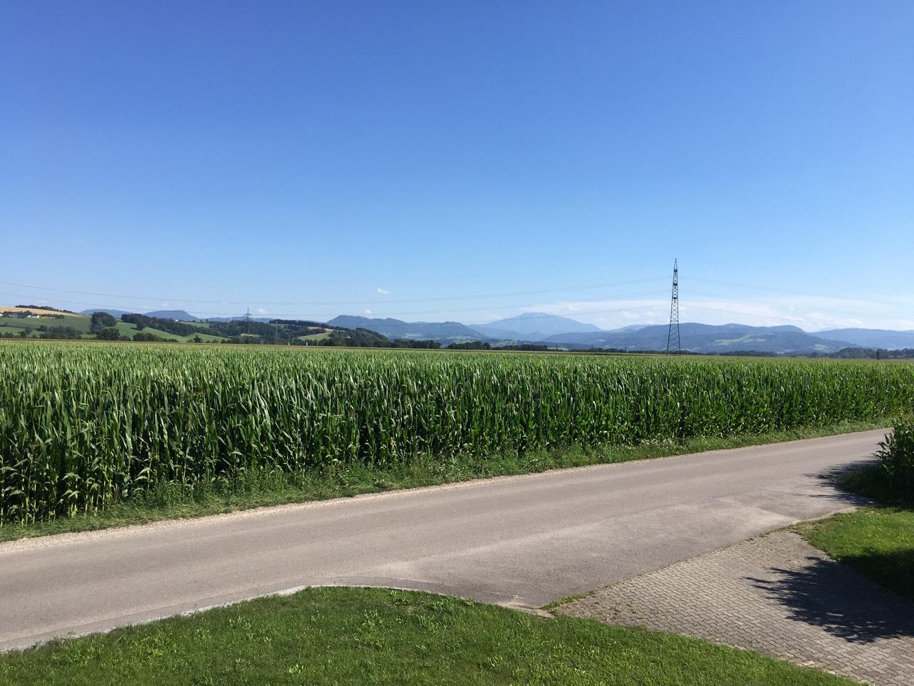 Mais Maissilage kaufen