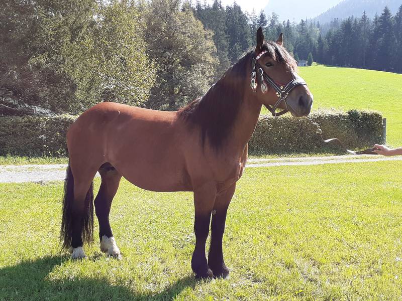 Pferdemarkt Noriker: Braune Noriker Stute kaufen - Landwirt.com