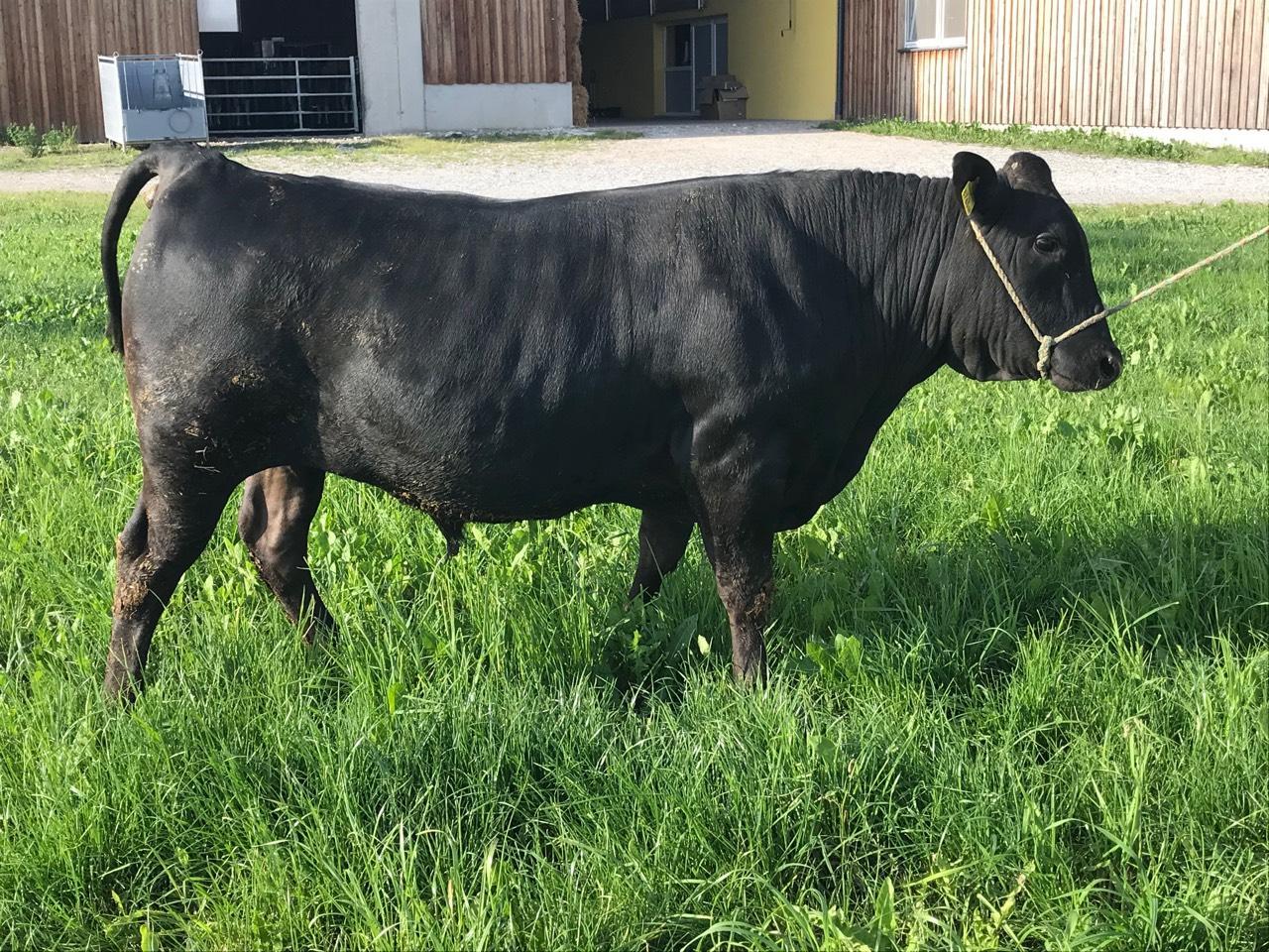 Wagyu WagyuZuchtbulle kaufen