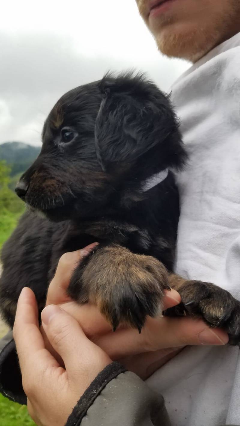 Sonstige Junge Hunde, Welpen gebraucht kaufen