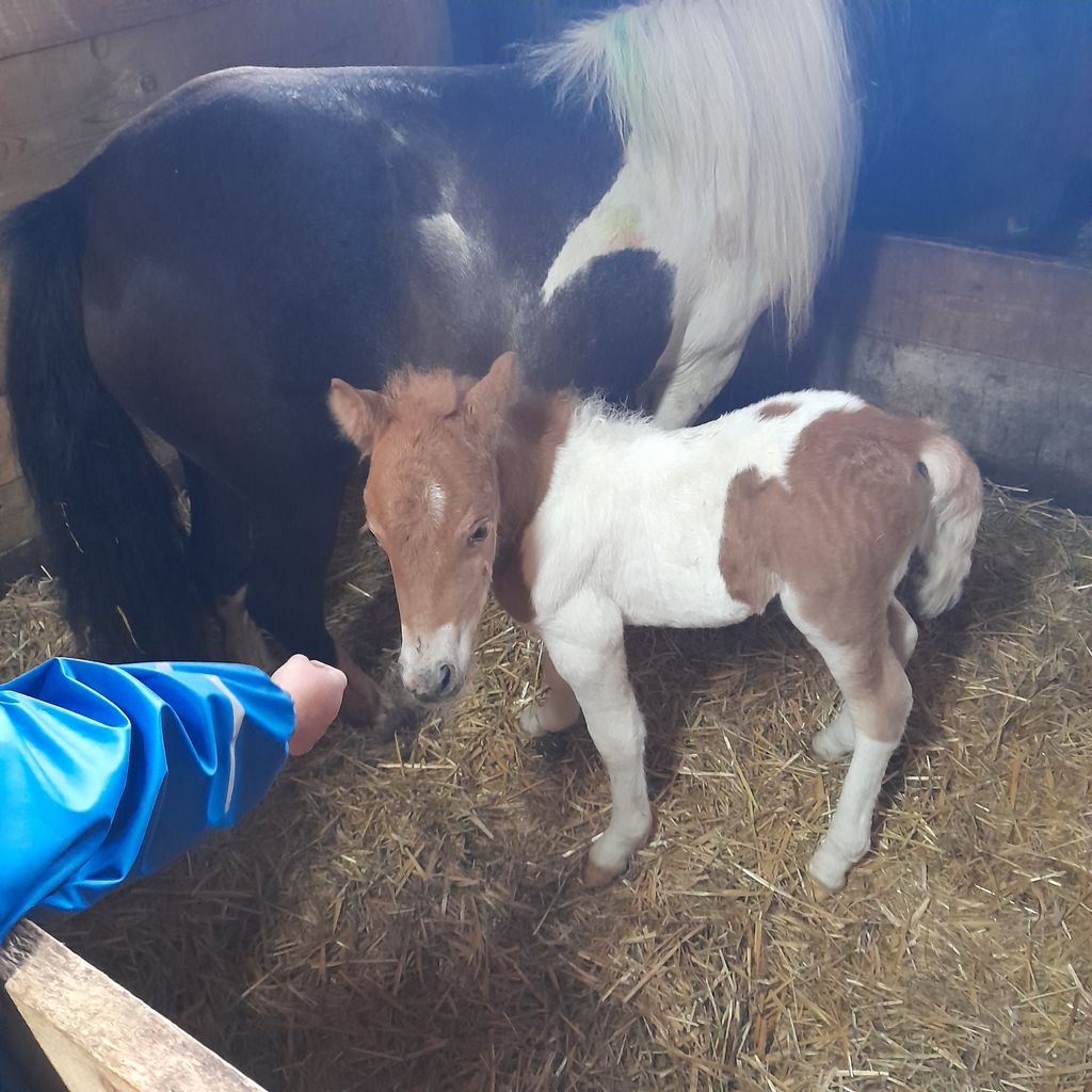 Pferdemarkt Pony: Shetty Hengst Fohlen kaufen - Landwirt.com