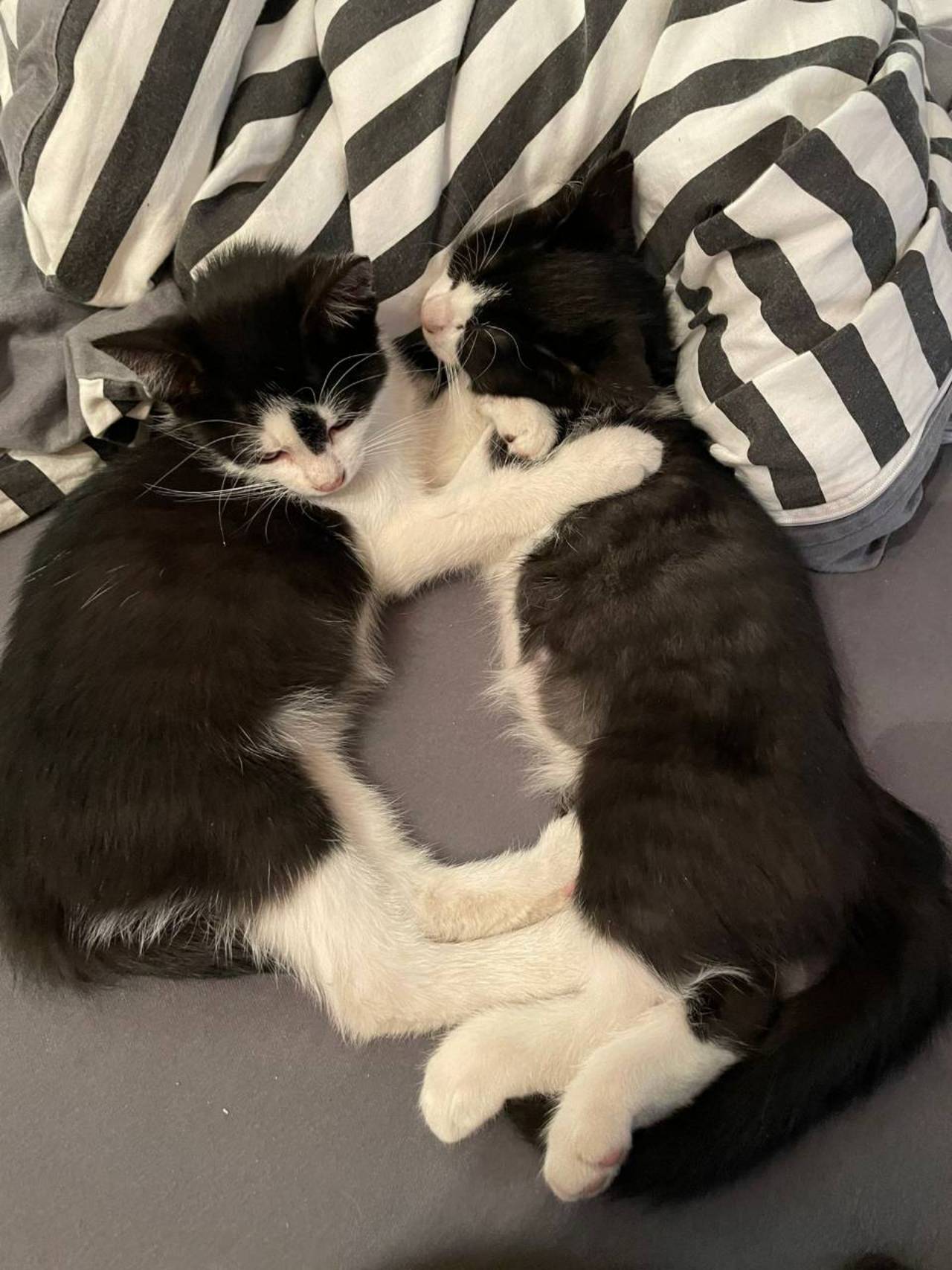 Katzenbabys Süße Katzenbabies kaufen