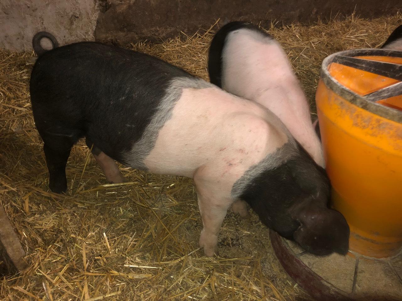 Schwäbisch Hall x Pietrain Ferkel 1