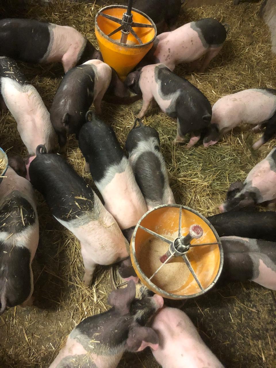 Schwäbisch Hall x Pietrain Ferkel 2