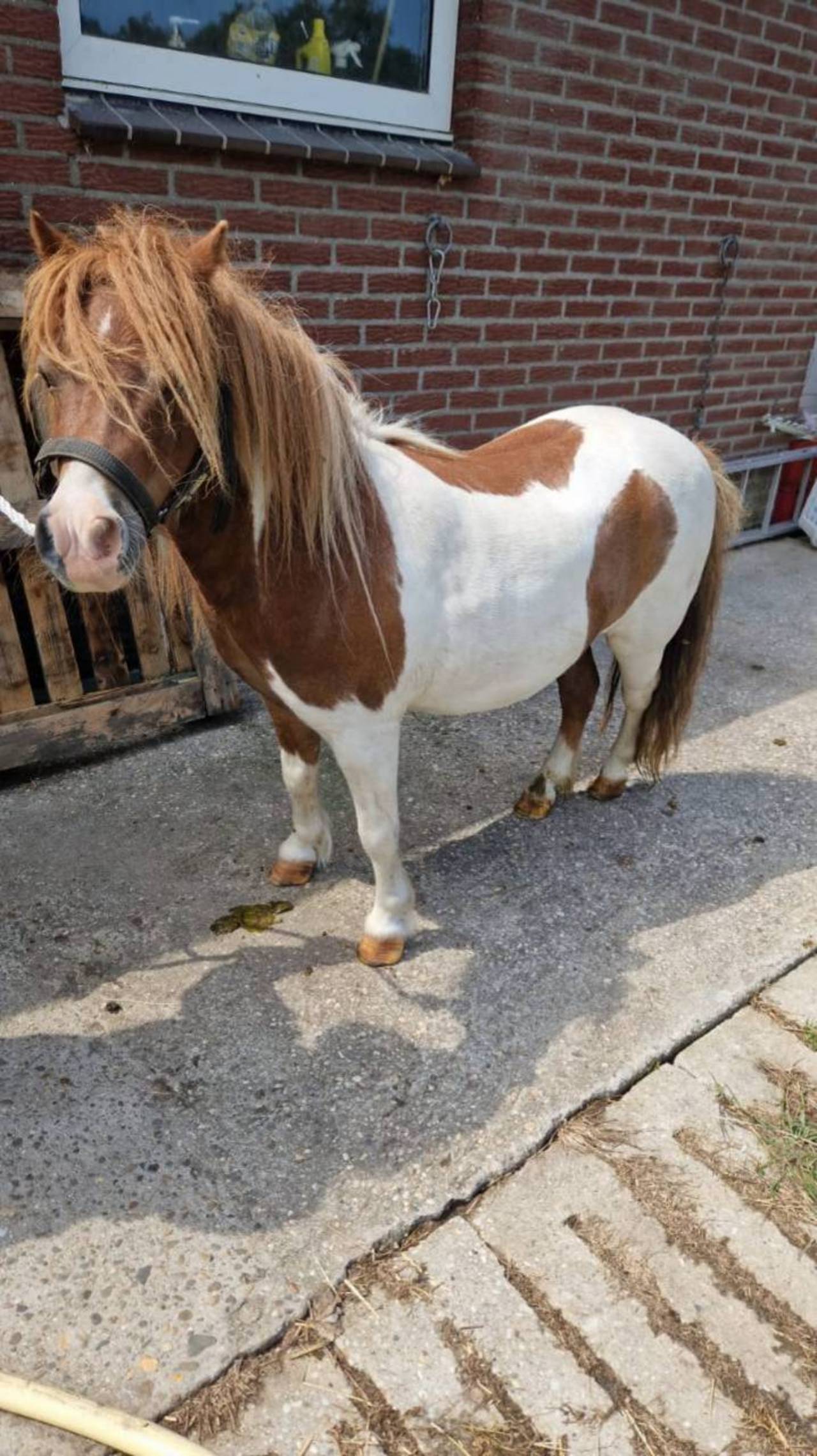 Pferdemarkt Pony: Shettygespann Kaufen - Landwirt.com