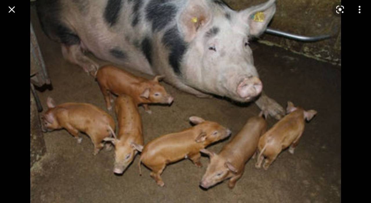 Schweinemarkt: Duroc pietrain Ferkel kaufen - Landwirt.com