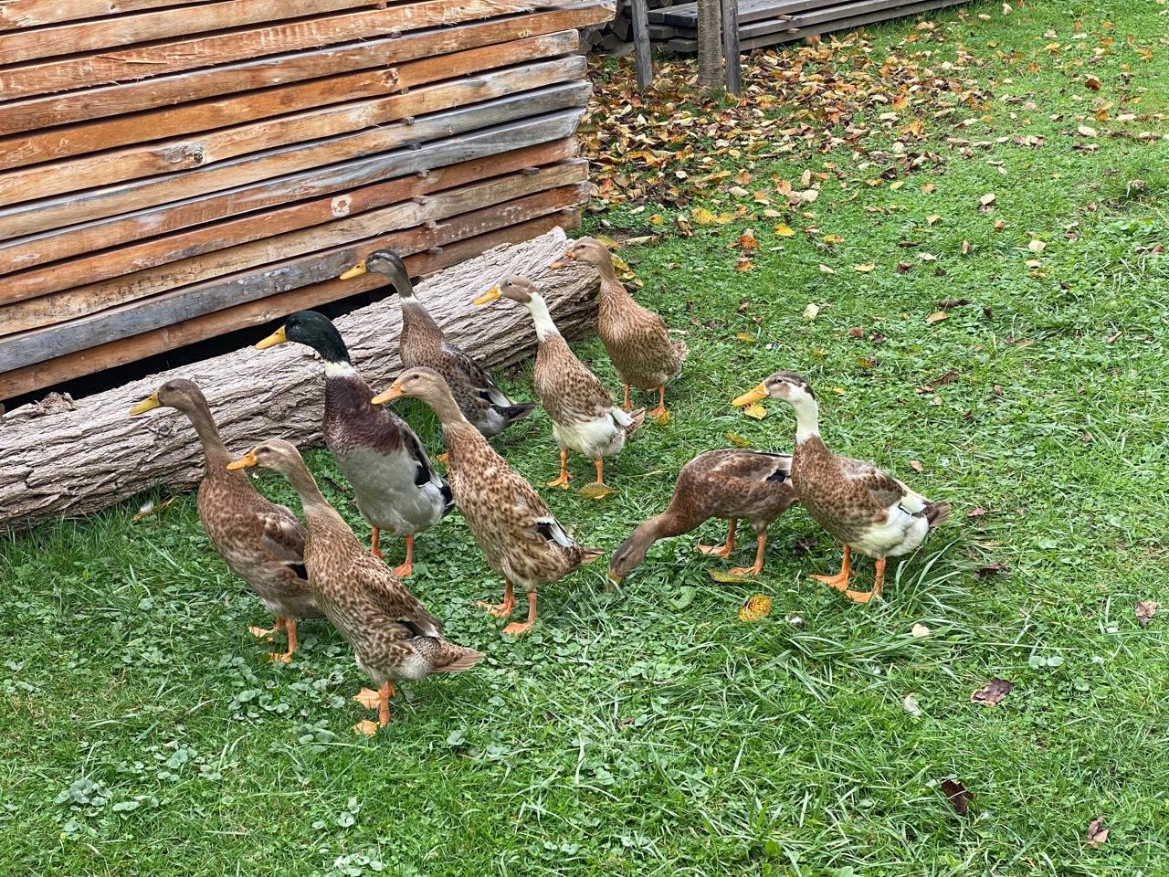 Enten Schöne Laufenten kaufen
