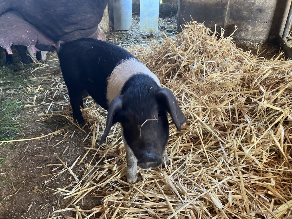 Ferkel Schwäbisch Hällisch/Mangalitza Mischlinge 3