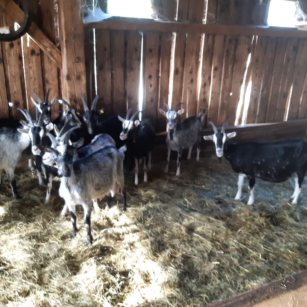 Milchziegen: Milchziegen kaufen - Landwirt.com