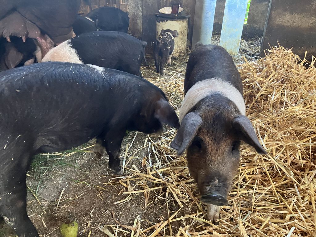 Ferkel Schwäbisch Hällisch/Mangalitza Mischlinge 1