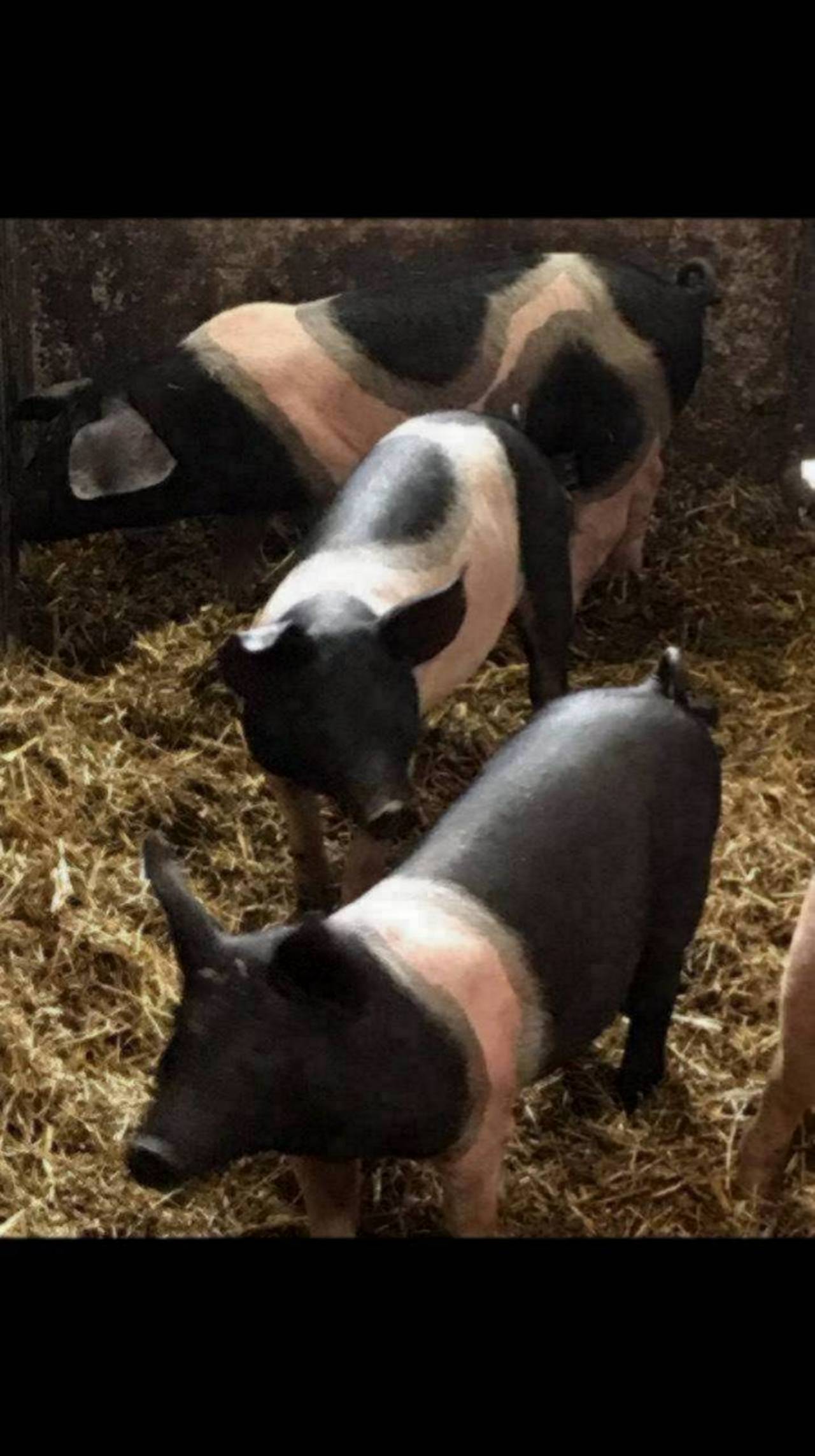 Schweinemarkt Bio Ferkel kaufen