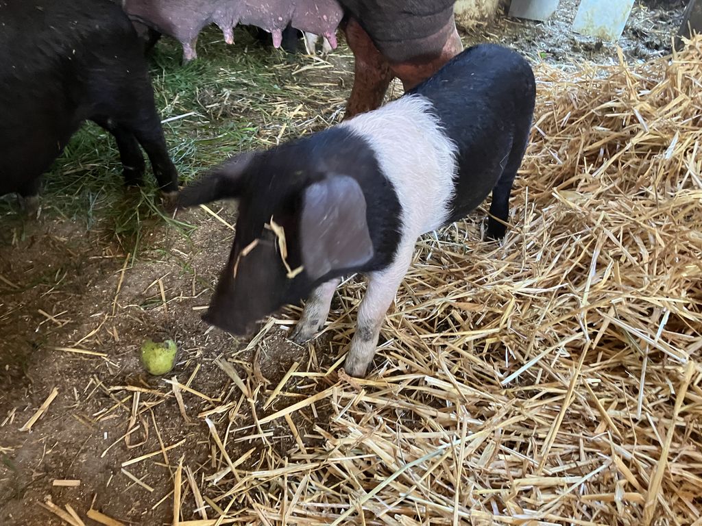 Ferkel Schwäbisch Hällisch/Mangalitza Mischlinge 2