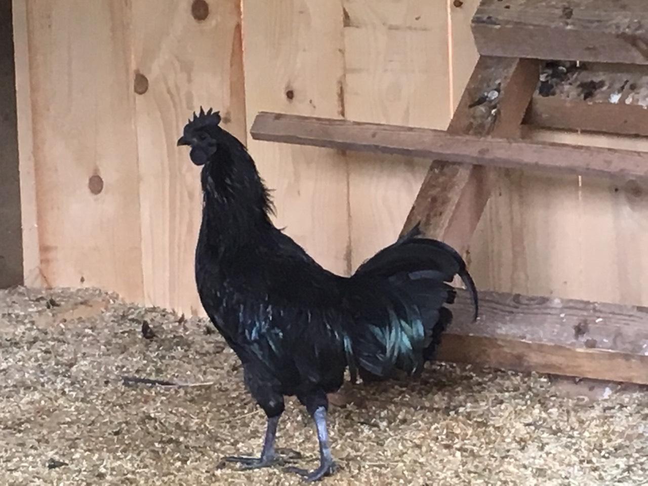 Ayam Cemani: Ayam Cemani Hähne kaufen - Landwirt.com