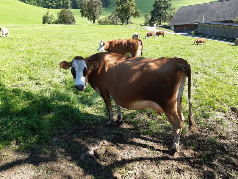 Jersey: BIO Jersey KUH kaufen - Landwirt.com