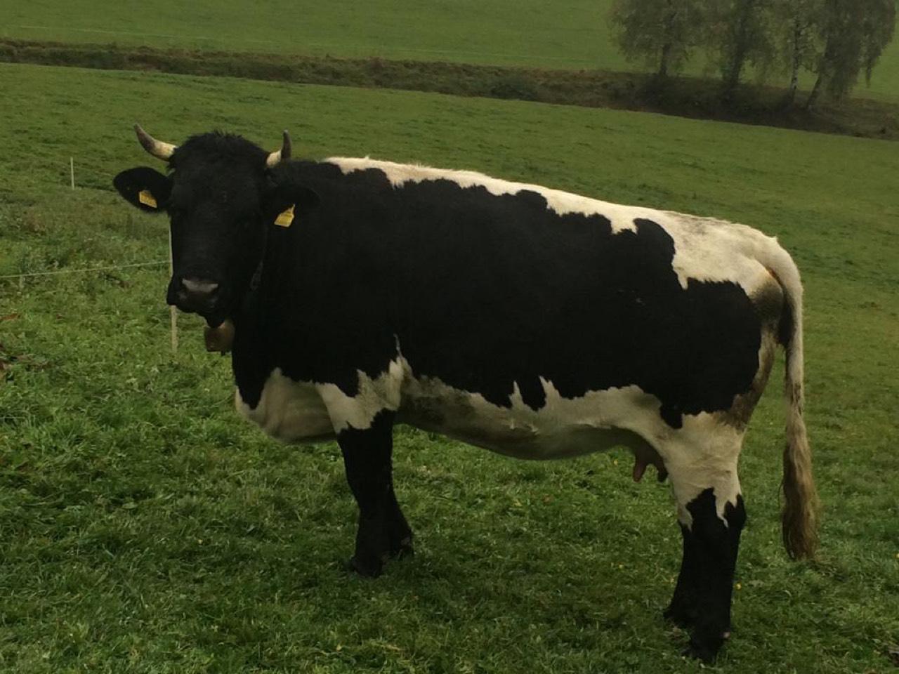 Pinzgauer Schwarze Pinzgauer Kuh Bio gebraucht kaufen