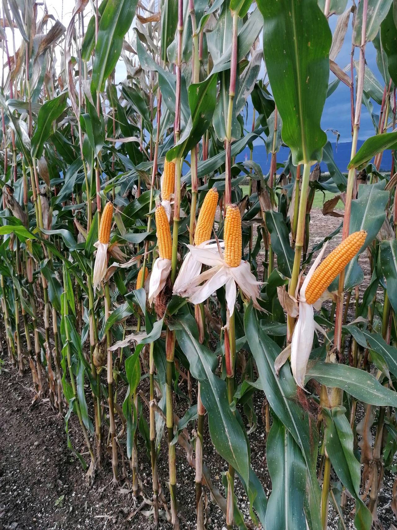 Mais Maisballen Kaufen Landwirt Com