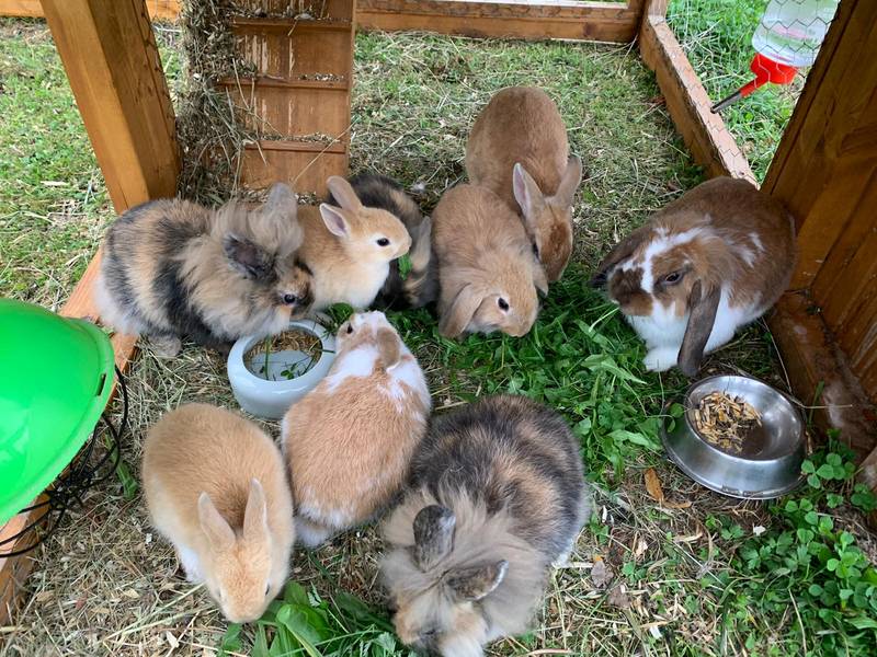 Zwergkaninchen Zwergkaninchen kaufen